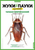 Выпуск №3: Жуки и пауки, Таракан американский