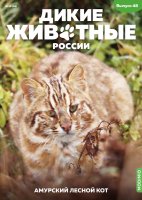 Дикие животные России № 48: Амурский лесной кот Дикие животные России