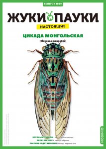Выпуск №19: Жуки и пауки, Цикада монгольская