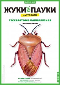 Выпуск №25: Жуки и пауки, Тессаратома папиллезная
