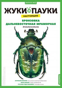 Выпуск №53: Жуки и пауки, Бронзовка дальневосточная мраморная