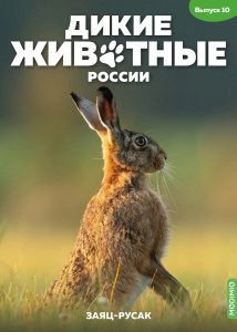 Дикие животные России № 10: Заяц русак