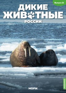 Дикие животные России № 21: Морж