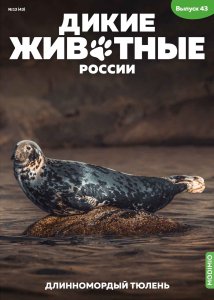 Дикие животные России № 43: Длинномордый тюлень Дикие животные России